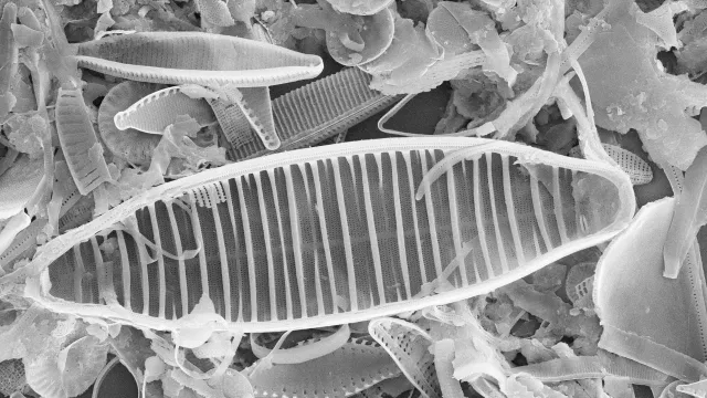 Chemischer Verschmutzung bekämpfen: Gewässerreinigung mit Algen Bild: Chemischer Verschmutzung bekämpfen: Gewässerreinigung mit Algen