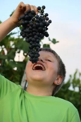 Weinlesetage in den Hohenhaslacher Weinbergen und Übernachten in Hohenhaslacher Ferienwohnungen Bild: Weinlesetage in den Hohenhaslacher Weinbergen und Übernachten in Hohenhaslacher Ferienwohnungen