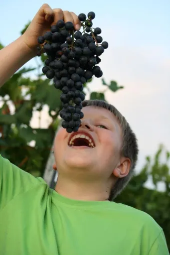 Weinlesetage in den Hohenhaslacher Weinbergen und Übernachten in Hohenhaslacher Ferienwohnungen Bild: Weinlesetage in den Hohenhaslacher Weinbergen und Übernachten in Hohenhaslacher Ferienwohnungen