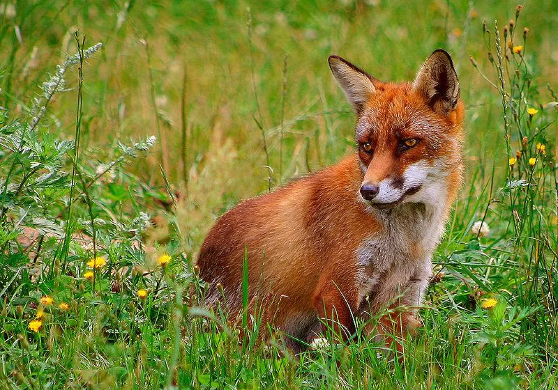 Rotfuchs - ohne Schonzeit (c) Malene Thyssen