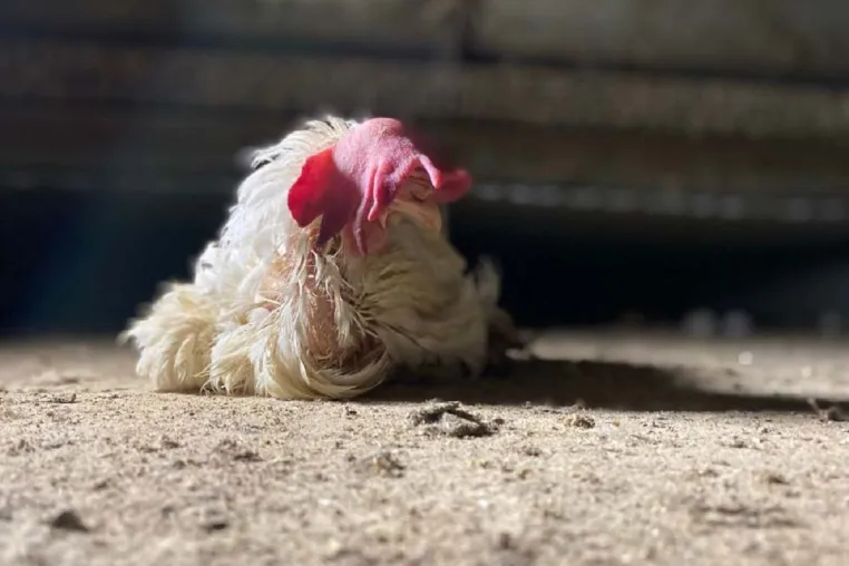 Bild: Bildmaterial belegt: Skrupelloser Hühnerhalter lässt Tiere verdursten und verhungern