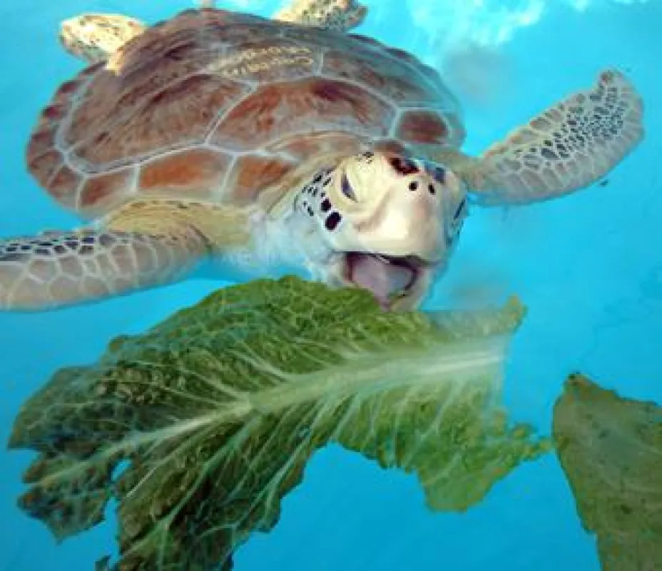 Captain Morgan genießt seinen Salat (c) Turtle Hospital