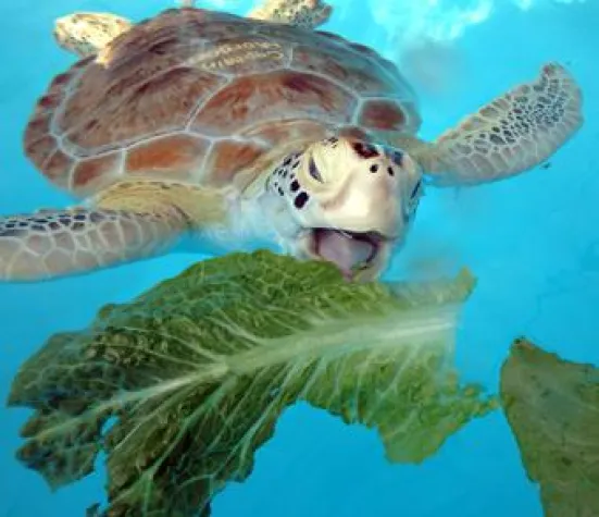 Bild: Tierisch was los auf den Florida Keys & Key West