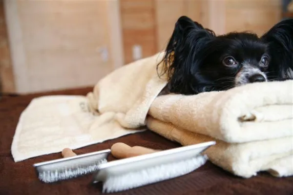 Bild: Neu bei CANIS RESORT- Physiotherapie für Hunde – entspannendes Wellness- und heilendes Behandlungsangebot