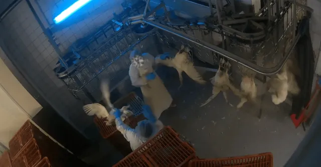 Demo vor Schlachthof "Dithmarscher Geflügel" bei Potsdam angekündigt Bild: Demo vor Schlachthof "Dithmarscher Geflügel" bei Potsdam angekündigt