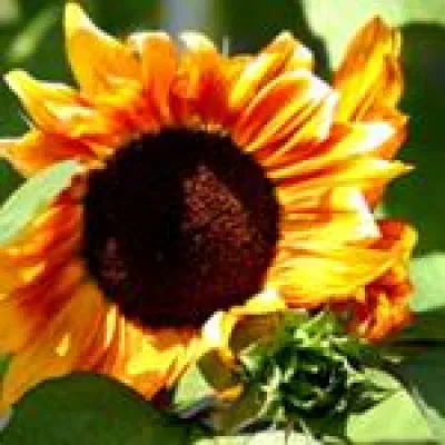 Bild: Mit Ölziehen sanft entgiften