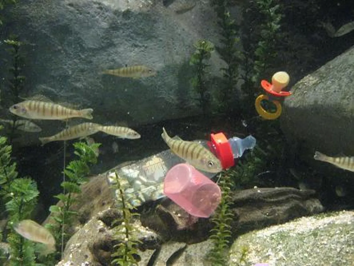 Niedlicher Nachwuchs im Sea Life München