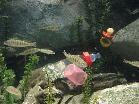 Bild: Niedlicher Nachwuchs im Sea Life München: Flussbarschbabies halten Aquaristenteam auf Trab
