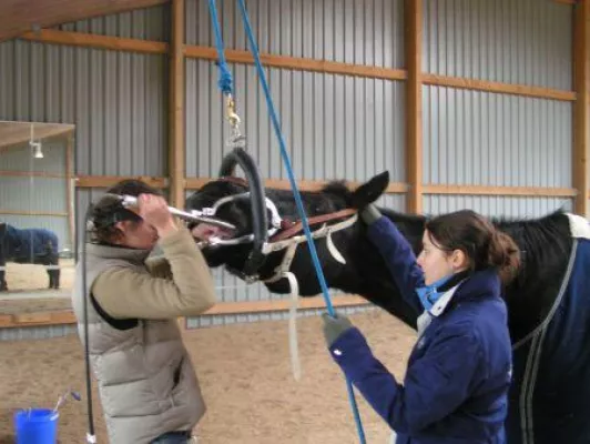 Bild: Tag der Pferdezahngesundheit