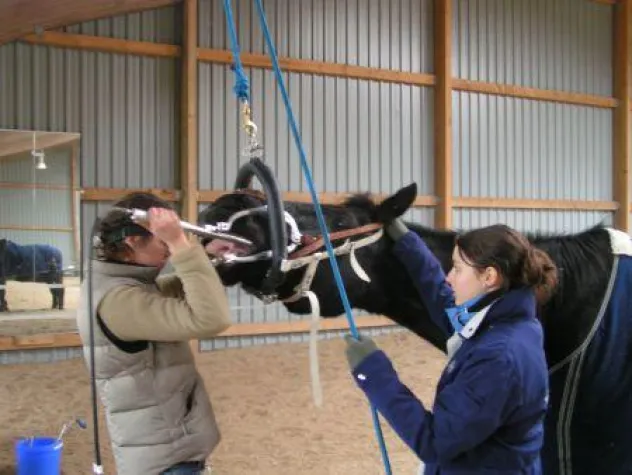 Tag der Pferdezahngesundheit Bild: Tag der Pferdezahngesundheit