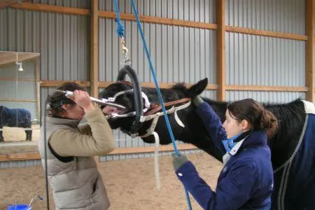 Tag der Pferdezahngesundheit Bild: Tag der Pferdezahngesundheit