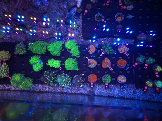 Bild: Meerwasseraquarium als besonderes Hobby für Zuhause