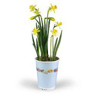 Bild: Frühling zum Mitnehmen - ein Becher Buntes für Heim und Garten