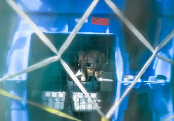Bild: Beaglehunde aus den USA für Tierversuche in Deutschland