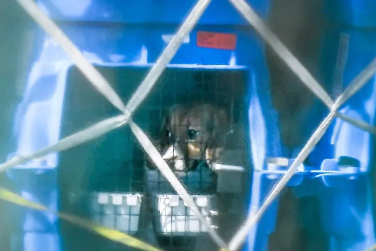 Bild: Beaglehunde aus den USA für Tierversuche in Deutschland