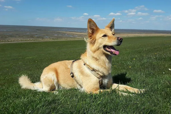Bild: Hund ohne Leine führen trotz Jagdverhalten - geht das überhaupt?