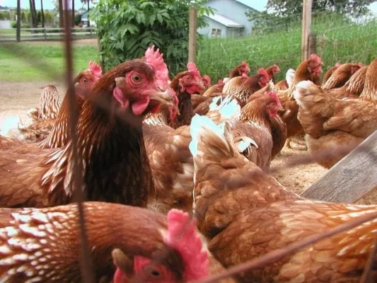 Bild: Aus Sicht der Philosophie: Artgerechte Nutztierhaltung