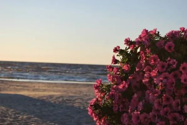 Bild: Erholung und Natur pur in Lettland und Litauen