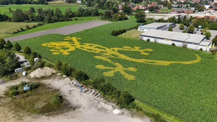 Bild: Die Chancen der Feldwerbung mit Blumen und die konsequente Vision des Startups GEOXIP