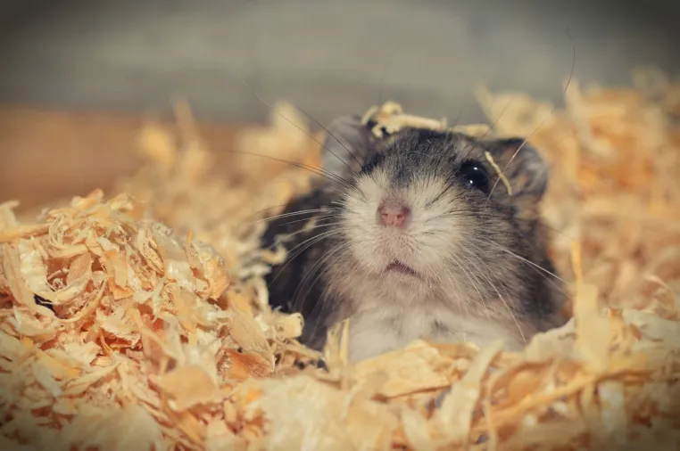 Bild: Tierbedarf und Tierfutter für Vögel und Kleintiere - Paulas Tiershop