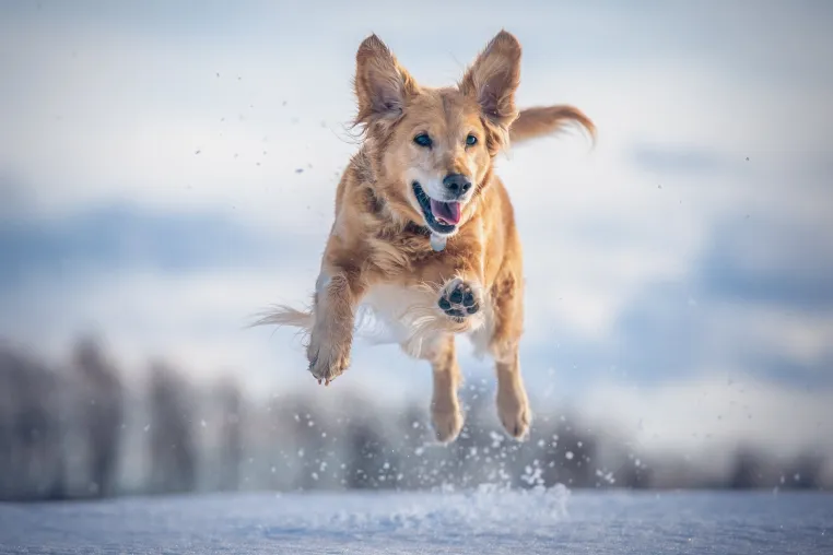 Tipps für den Hund im Winter – Lebenslust bei Schnee und Eis Bild: Tipps für den Hund im Winter – Lebenslust bei Schnee und Eis