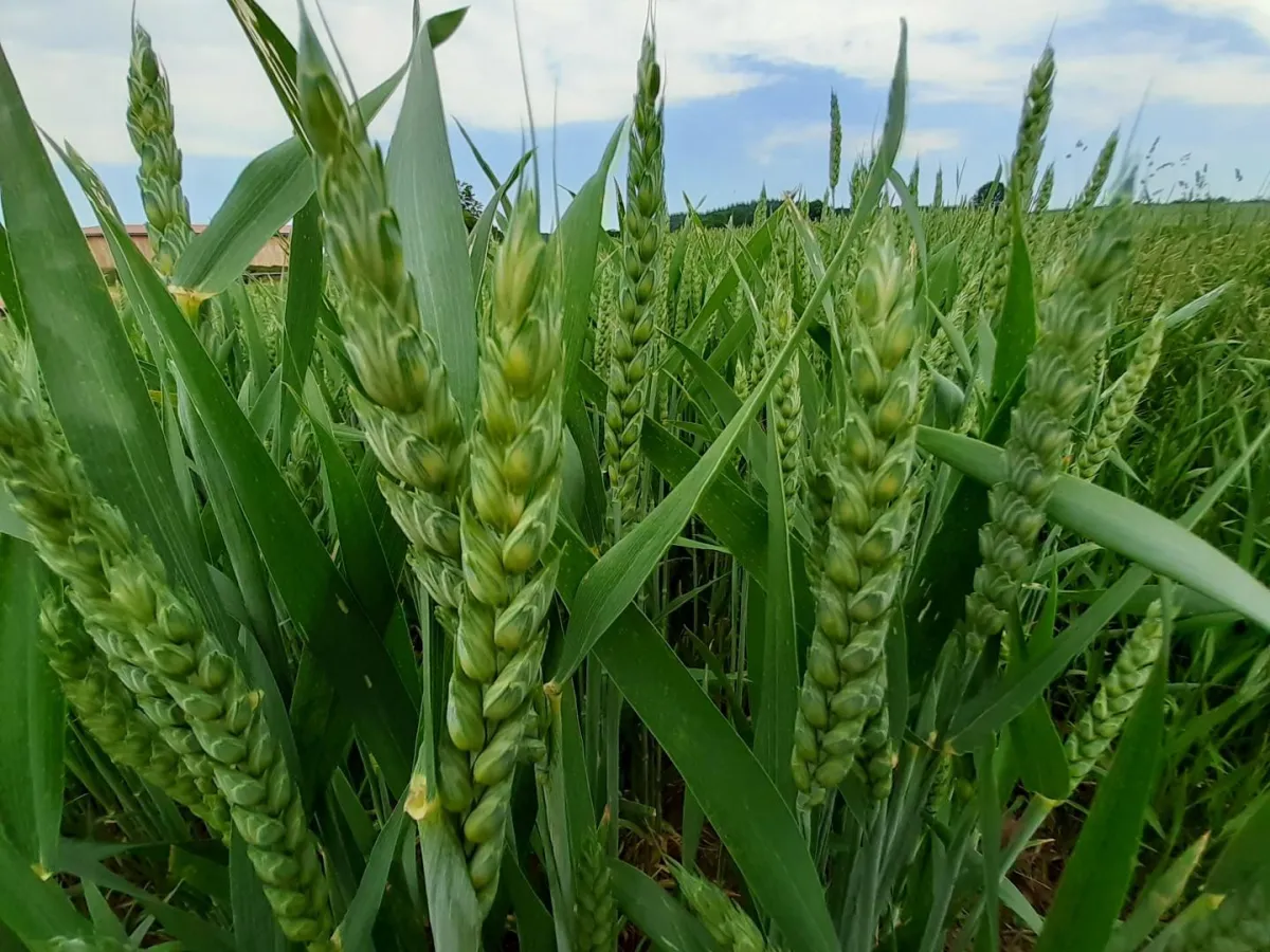 Getreide ist ein artgerechter Bestandteil im Hundefutter und entspricht dem Vorbild der Natur.