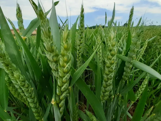 Der Wahnsinn der Trends: Getreidefreies Hundefutter & Co. machen Kasse Bild: Der Wahnsinn der Trends: Getreidefreies Hundefutter & Co. machen Kasse