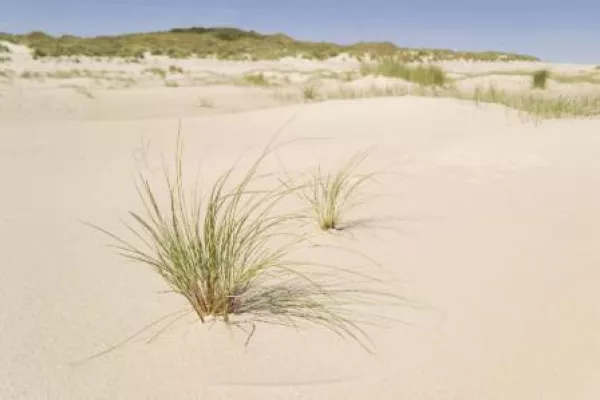 Bild: Wo Thomas Mann den Sonnenuntergang genoss: Fischerhaus-Urlaub am längsten Badestrand Europas