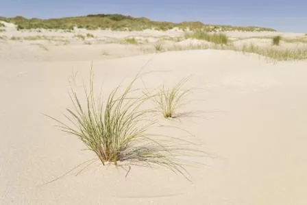 Bild: Wo Thomas Mann den Sonnenuntergang genoss: Fischerhaus-Urlaub am längsten Badestrand Europas