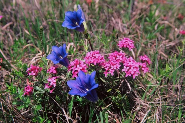 Alpenblumen-Wander-Saison eröffnet – Naturparadiese in der Heimat erleben Bild: Alpenblumen-Wander-Saison eröffnet – Naturparadiese in der Heimat erleben