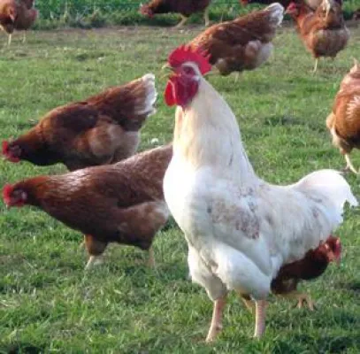 Bild: Die Biohennen - Der Film