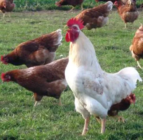 Bild: Die Biohennen - Der Film