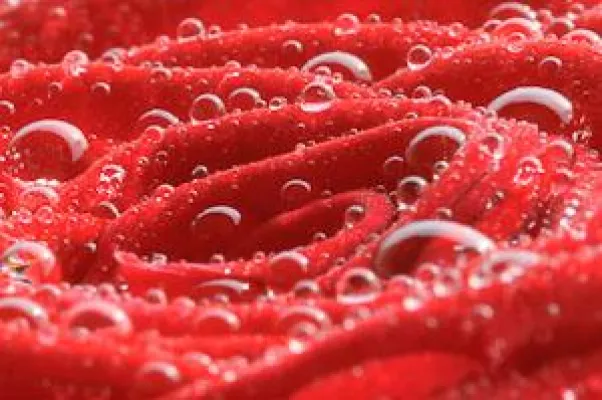 Intensivkurs Makrofotografie - Insel Mainau exklusiv 10.-14.06.2012 Bild: Intensivkurs Makrofotografie - Insel Mainau exklusiv 10.-14.06.2012