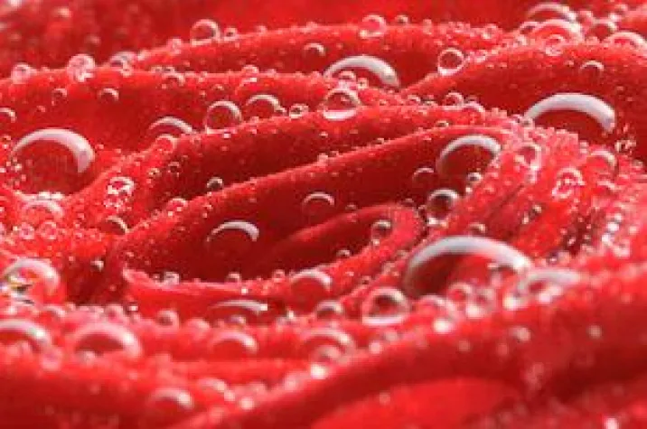 Bild: Intensivkurs Makrofotografie - Insel Mainau exklusiv 10.-14.06.2012