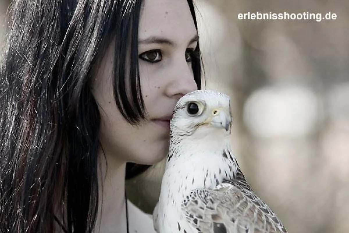 Erlebnisfotoshooting mit Falke