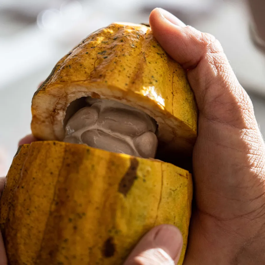 Edelkakao von Rausch (© Rausch GmbH)