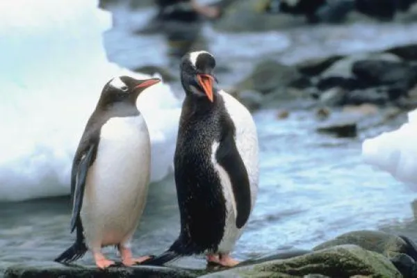 Bild: Pinguine am Bodensee: Antarktische Verhältnisse ab April im Sea Life Konstanz