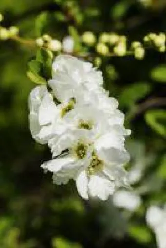 Prunkspiere 'Perlenkette' von LANDGEFÜHL(R) Bild: Prunkspiere 'Perlenkette' von LANDGEFÜHL(R)
