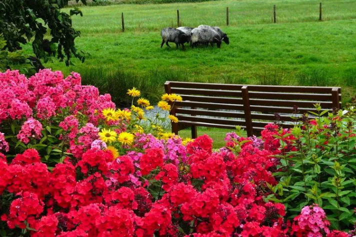 Bild: Ferienhaus Lüneburger Heide - Urlaub zwischen Heidschnucken