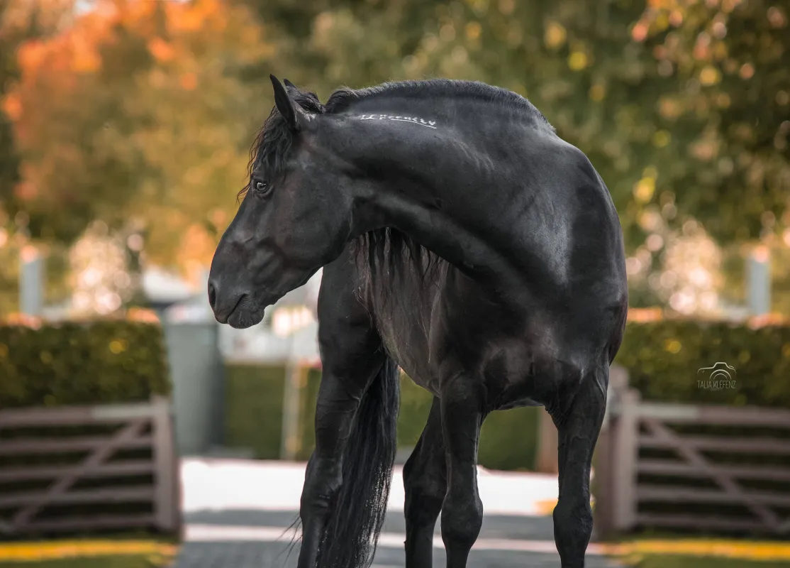 Mustang Blackjack - der Botschafter der Mustangs (© MUSTANG MAKEOVER by Talia Klefenz)