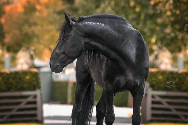Aus Liebe zum Mustang – das MUSTANG MAKEOVER 2024 Bild: Aus Liebe zum Mustang – das MUSTANG MAKEOVER 2024
