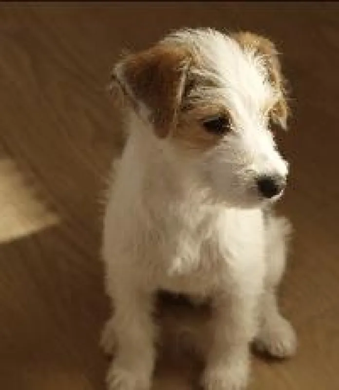 (c) hunde.de