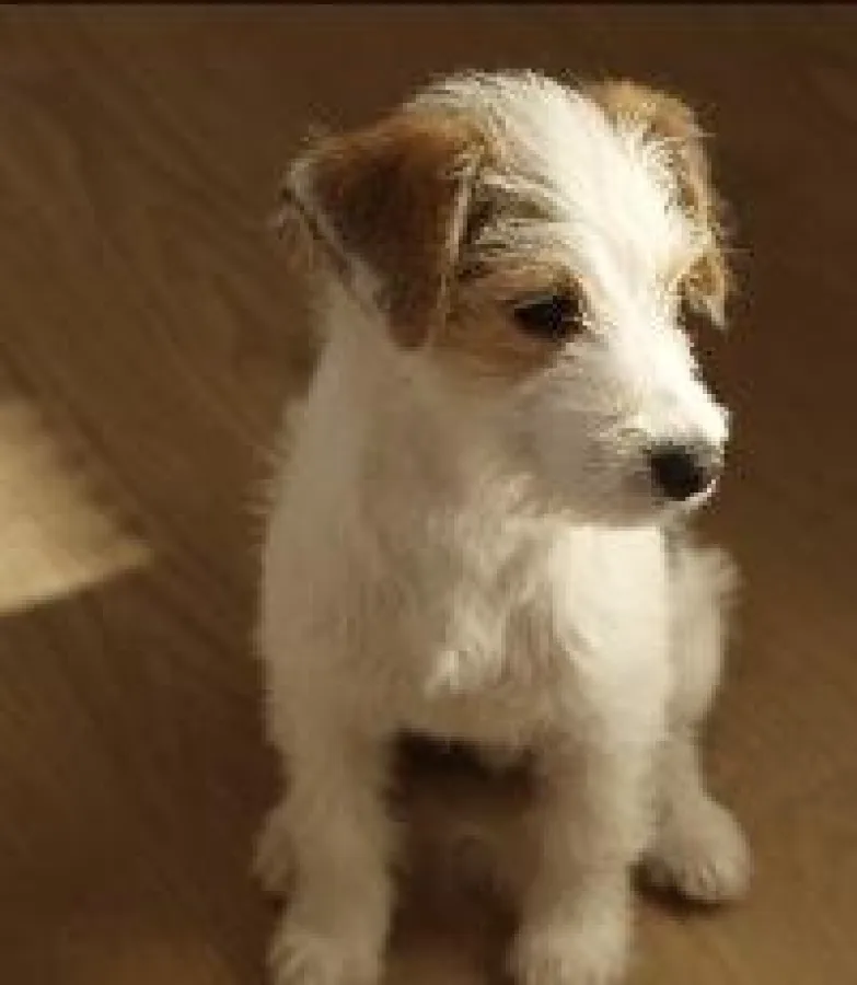 (c) hunde.de