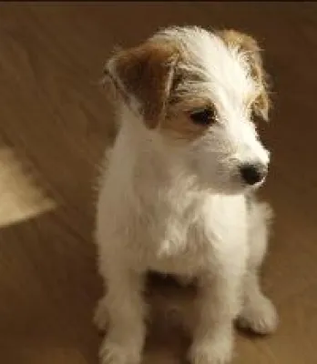 Bild: Größte Hundenamen-Datenbank der Welt?