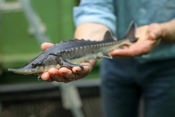 Bild: Wandernde Süßwasserfische fallen in der Bonner Konvention durch das Raster