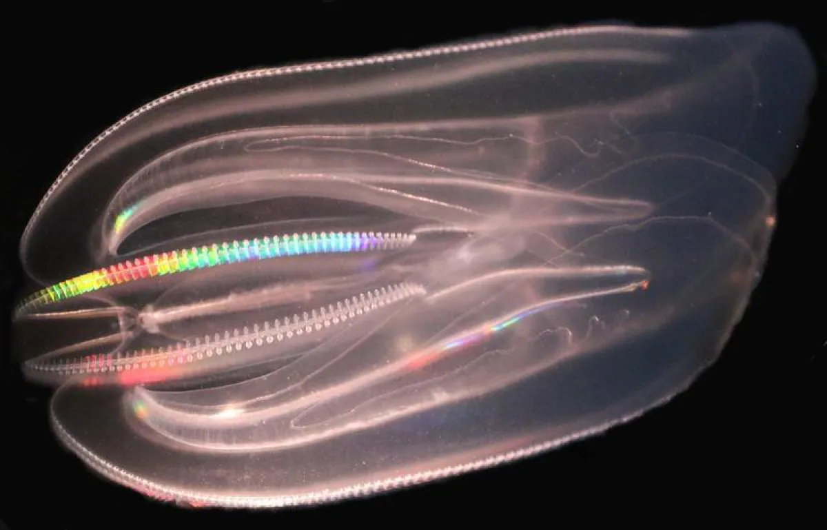 Meerwalnuss oder Rippenqualle. (C. Jaspers, GEOMAR)