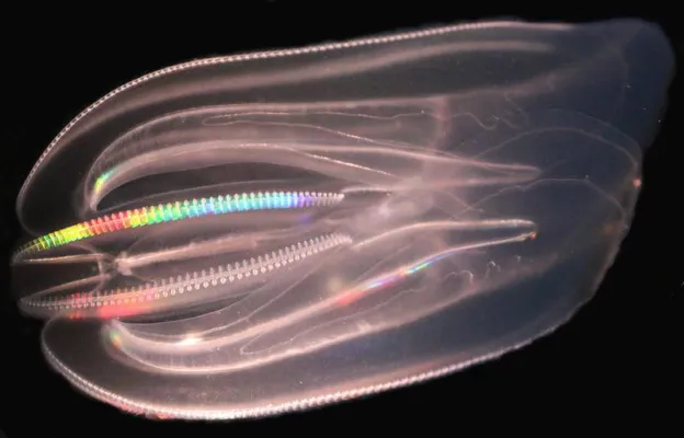 Bild: Schnellere Fortpflanzung sichert Einwanderern Erfolg