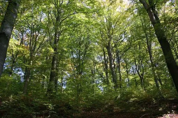 Bild: Waldschutz: ForestFinance und B.A.U.M. e.V. starten Waldschutz-Projekt „Wilde Buche“