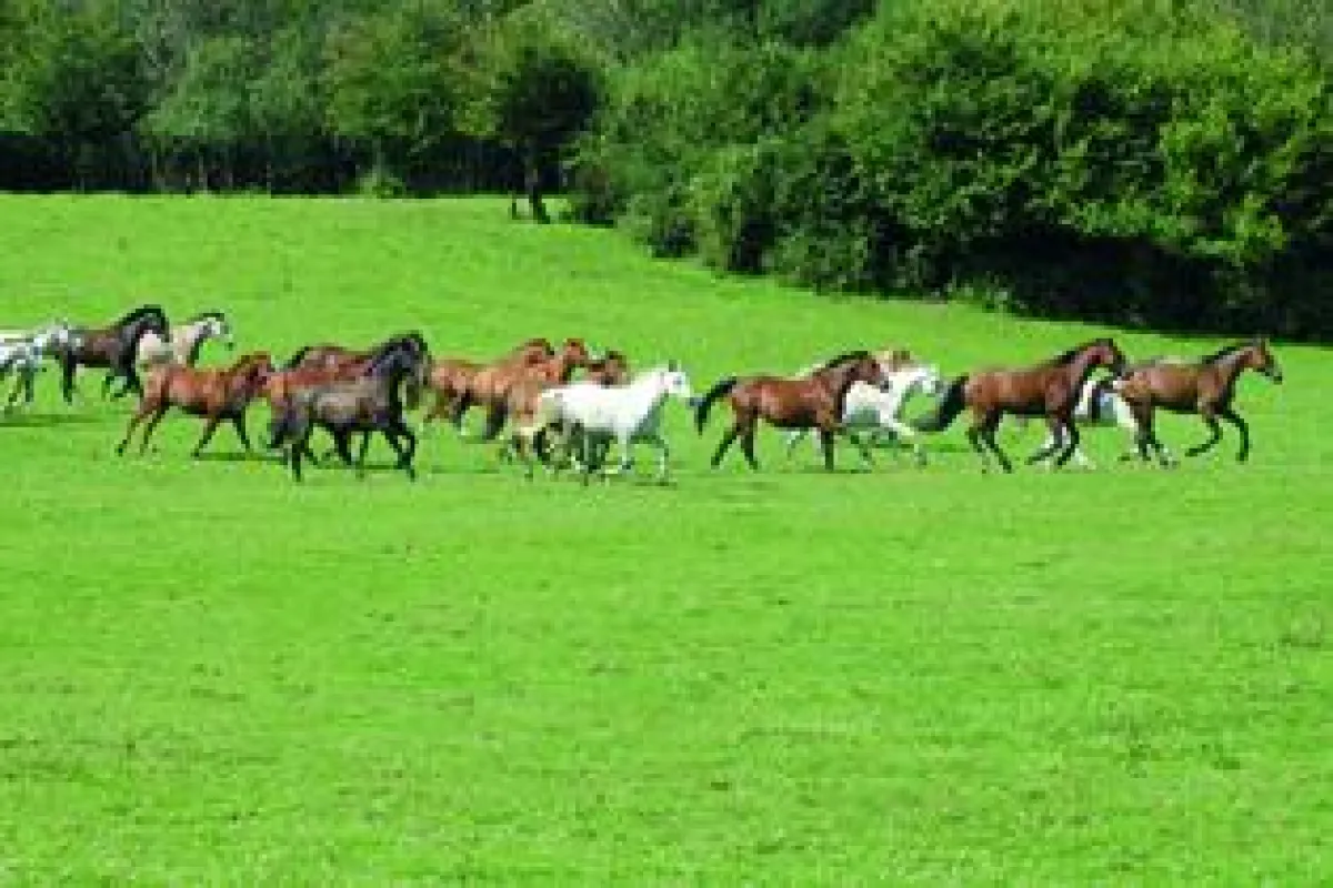 FFP-Tagungsort 2009: Pferdeparadies Les Dannes
