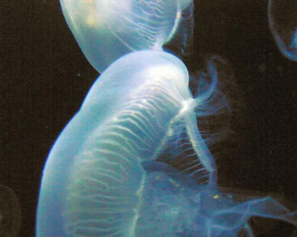 Medusa c) Dr. Rainer Strzolka